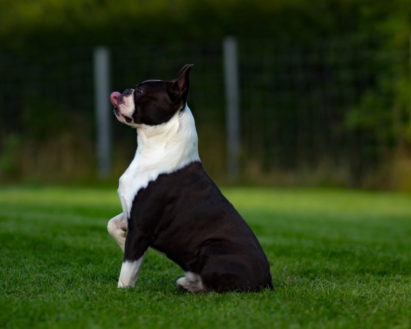 boston-terrier playing_Thorsten Blank_Pixabay