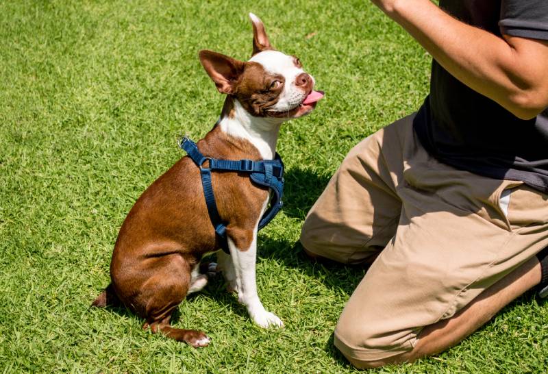 boston terrier puppy being trained by owner