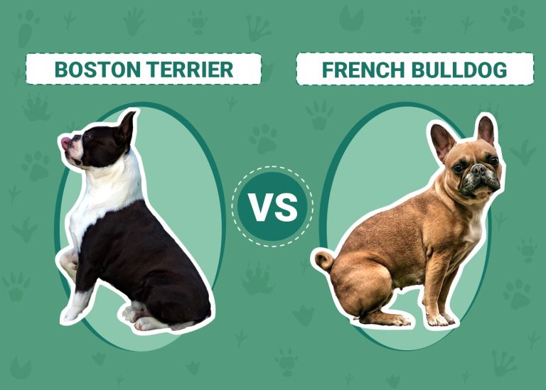 Difference Boston Terrier Et Bouledogue Francais Boston Terrier vs. French Bulldog: The Main Differences (With Pictures