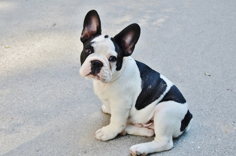 boston terrier