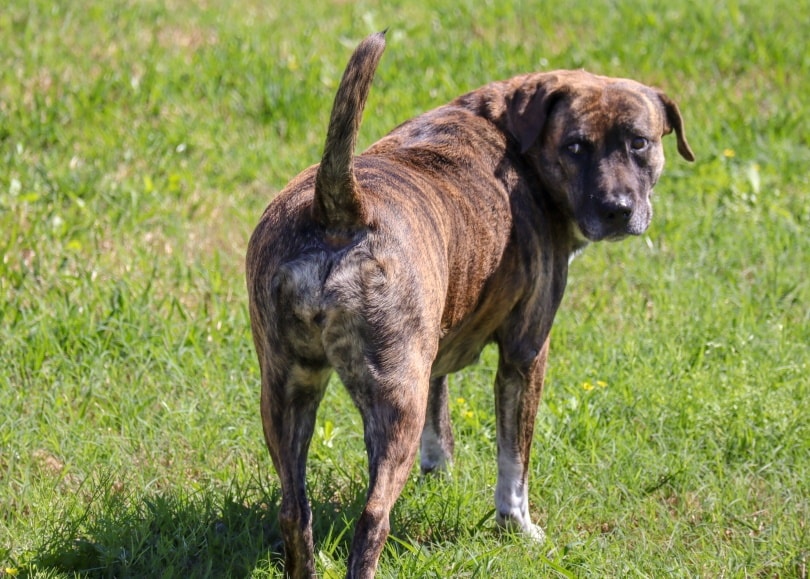 boxador in grass_Julia McCauley_Shutterstock