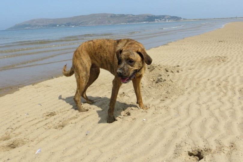 boxador in sand_Chris Buckley_Pexels