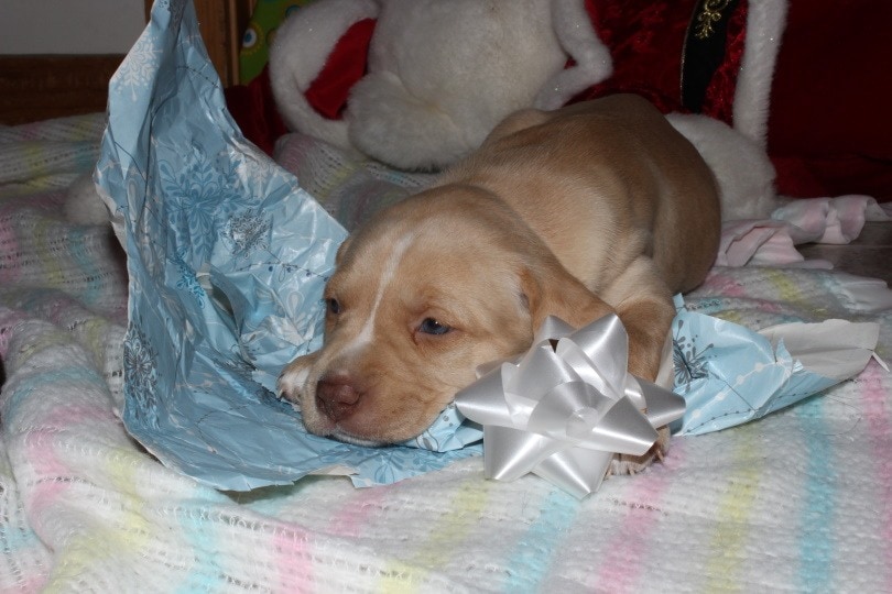 boxador puppy lying_Cinda-lu_Shutterstock