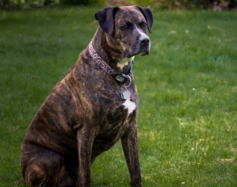 boxador boxer lab mix