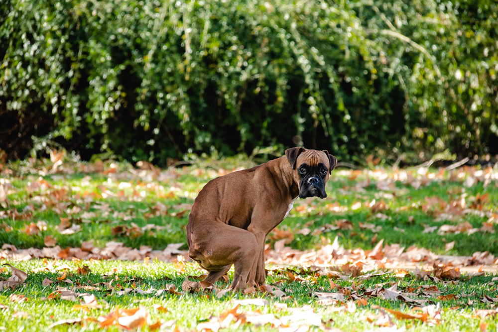 boxer dog pooping at the park