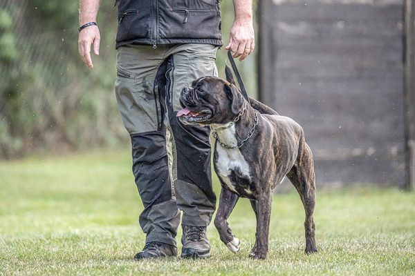 boxer-dog-training-for-military