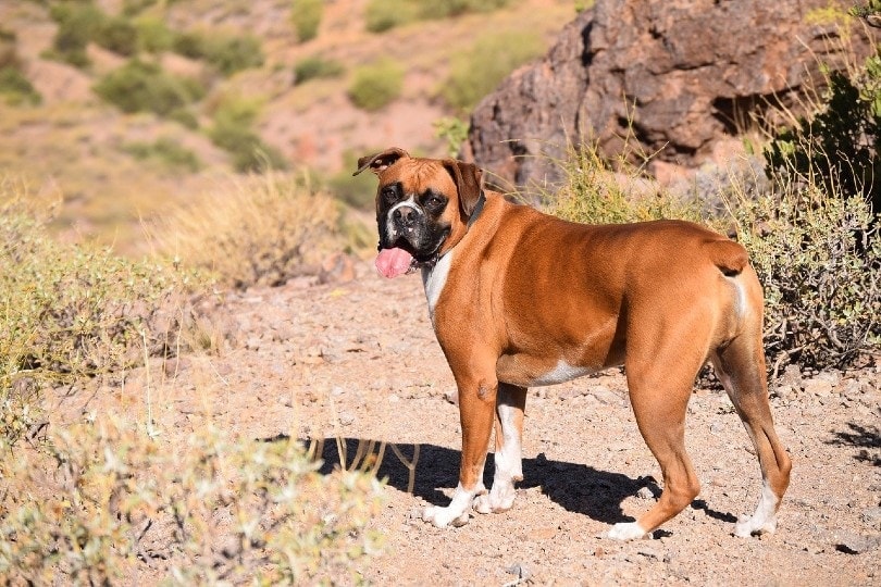 boxer on a mountain hike