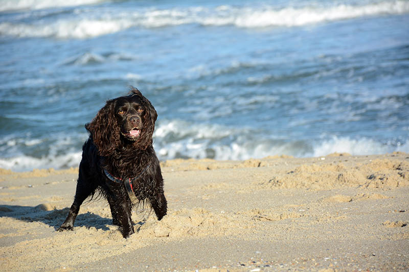 Boykin spaniel at an empty beach