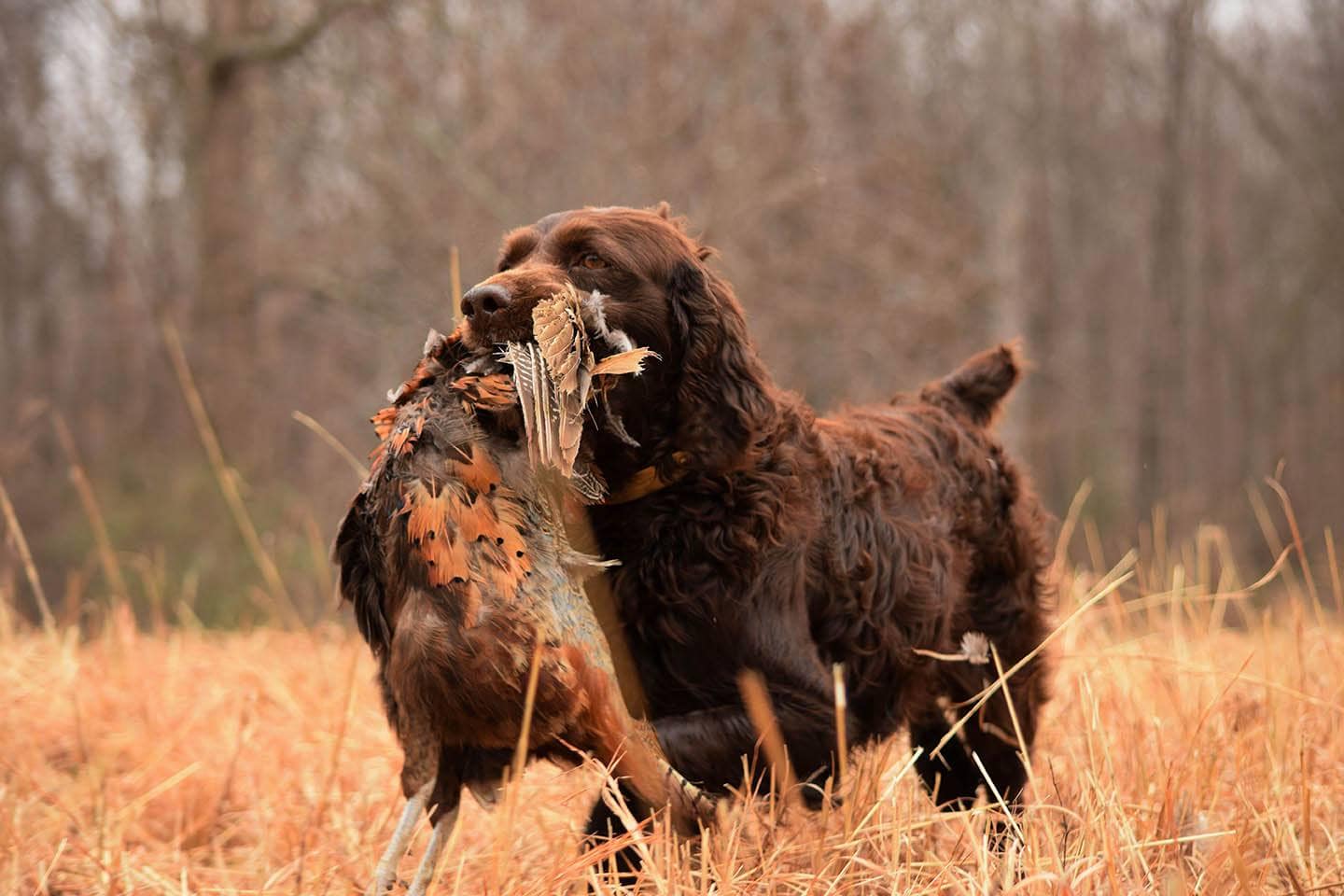 boykin spaniel with bird