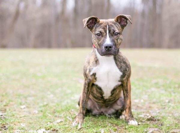 brindle and white pit bull terrier puppy sitting outdoors