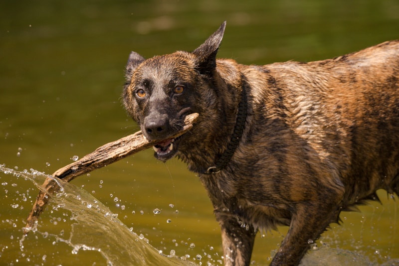 brindle belgian malinois in the water