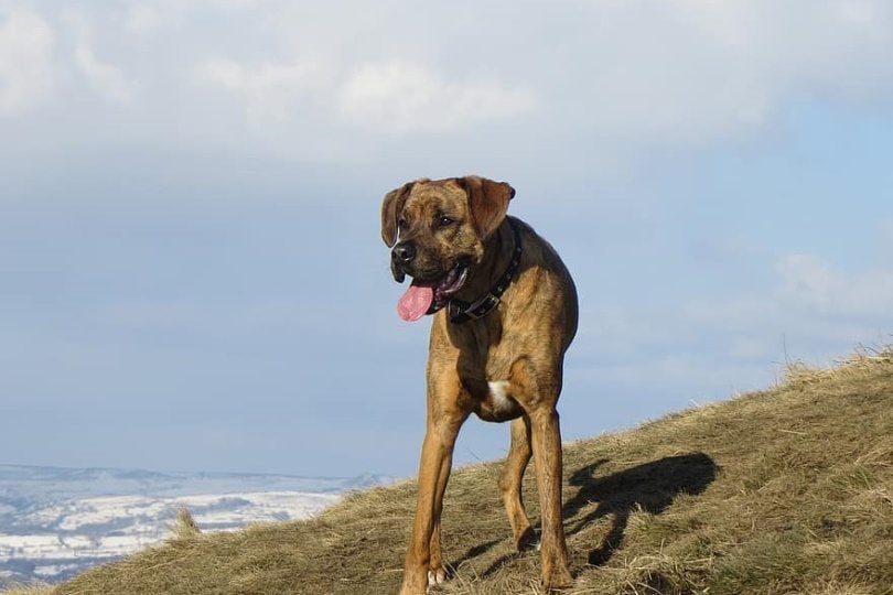 brindle-boxador_Piklist