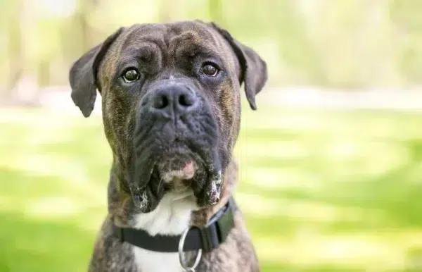 brindle cane corso american bulldog mixed breed dog outdoors