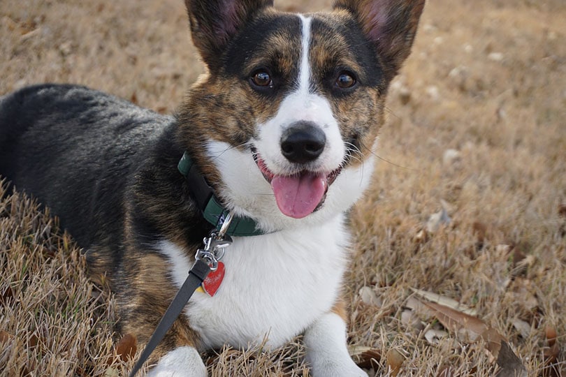 brindle corgi