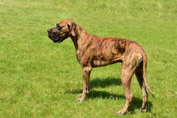 brindle great dane standin on grass