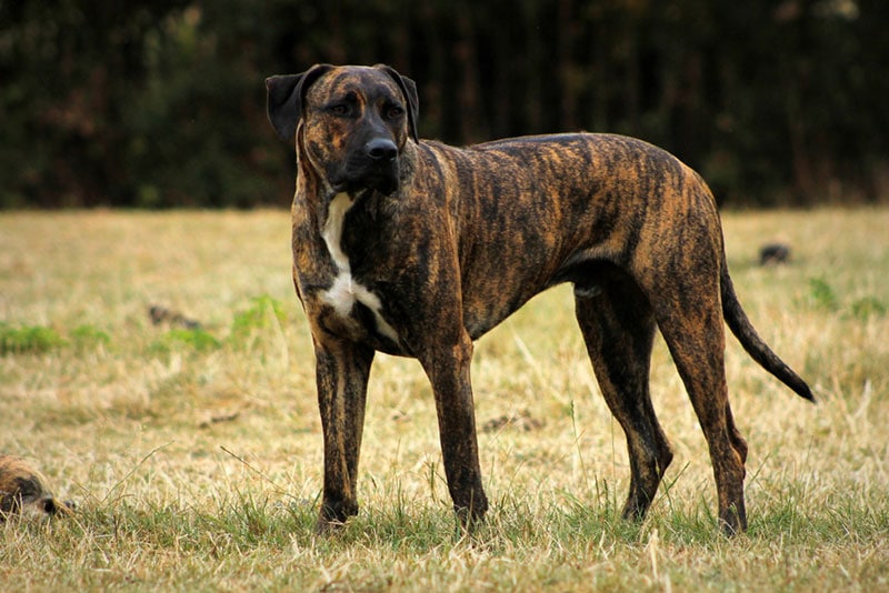 brindle rhodesian ridgeback dog standing on grass