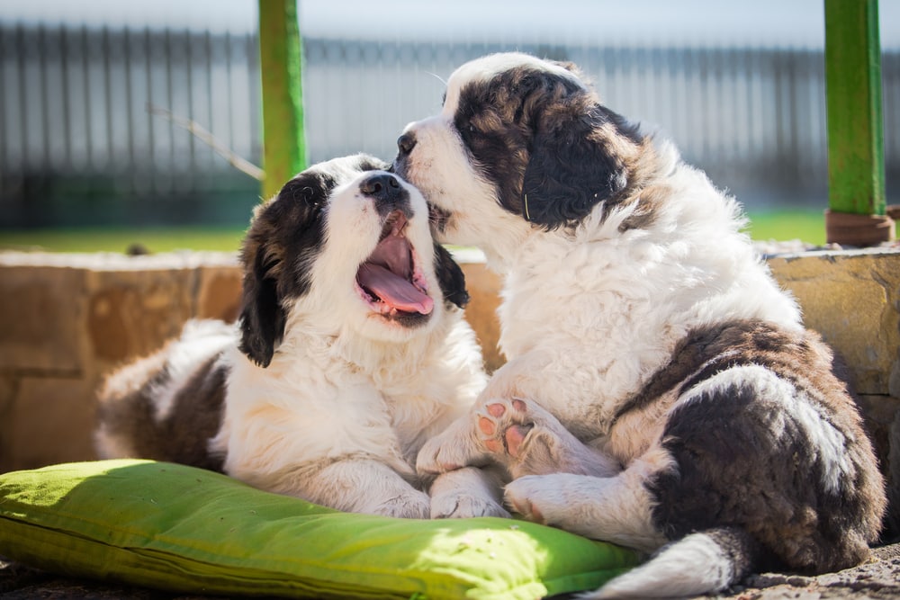 Brindle saint bernard puppies