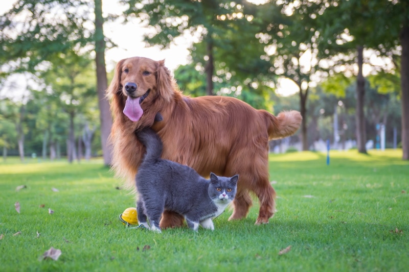 british shorthair cat and dog in the grass