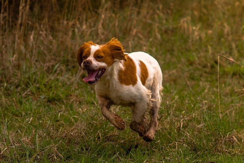 brittany dog running