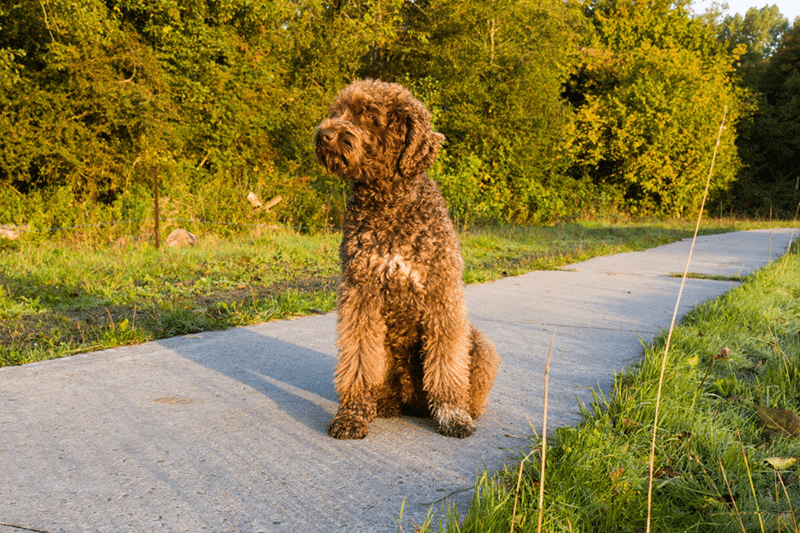 brown French water dog