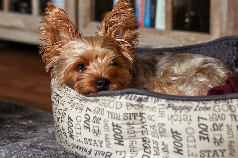 brown and white dog in bed