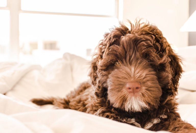 brown and white portuguese water dog puppy