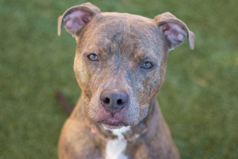brown brindle and white pit bull dog looking at camera