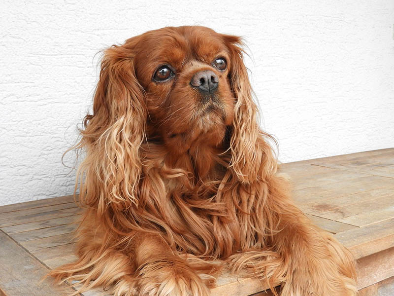 brown cavalier king charles spaniel