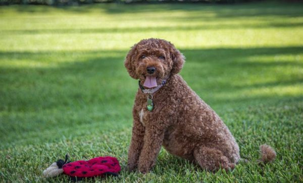 brown cavapoo dog sitting in the grass