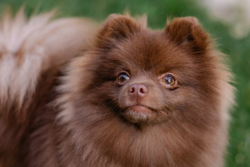 brown chocolate pomeranian