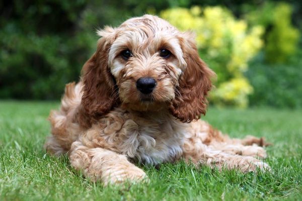 brown cockapoo puppy in the garden