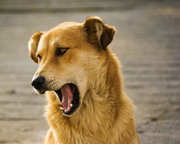 brown dog flehmen response