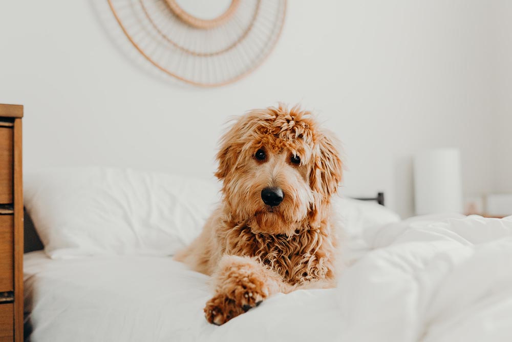 brown dog in bed