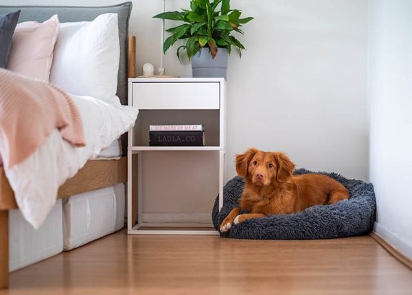 brown dog in its bed inside the bedroom