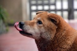 Dog Licking the Air? 12 Possible Reasons & Vet Advice on What to Do