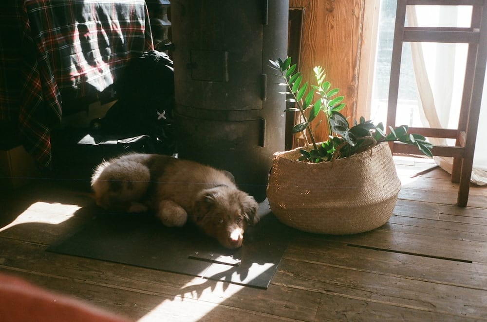 brown dog lying on a wooden floor
