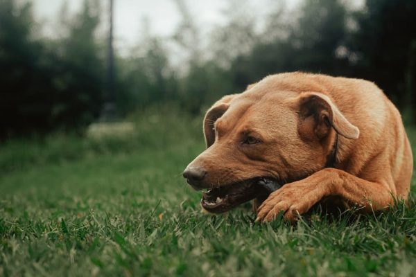 brown dog on a gras