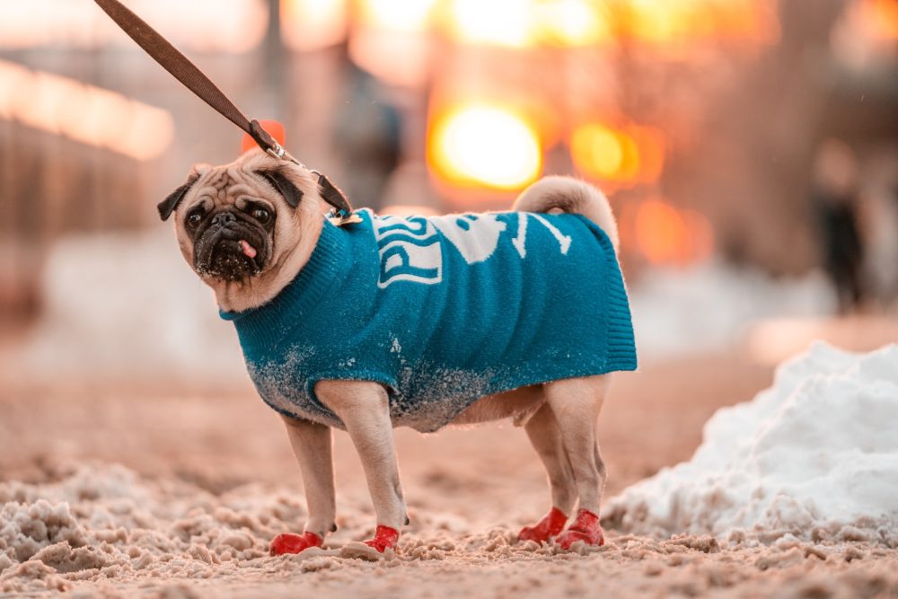 brown dog on a leash wearing boots