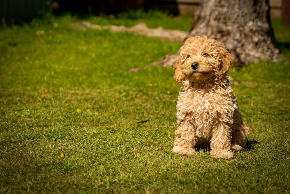 brown dog on green grass