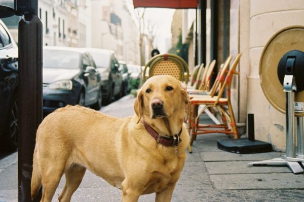 brown dog on the streets