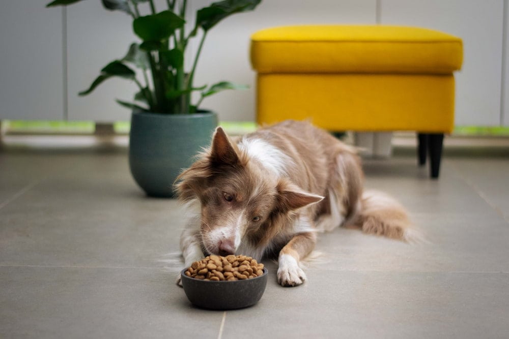 brown dog sniffing a dog food