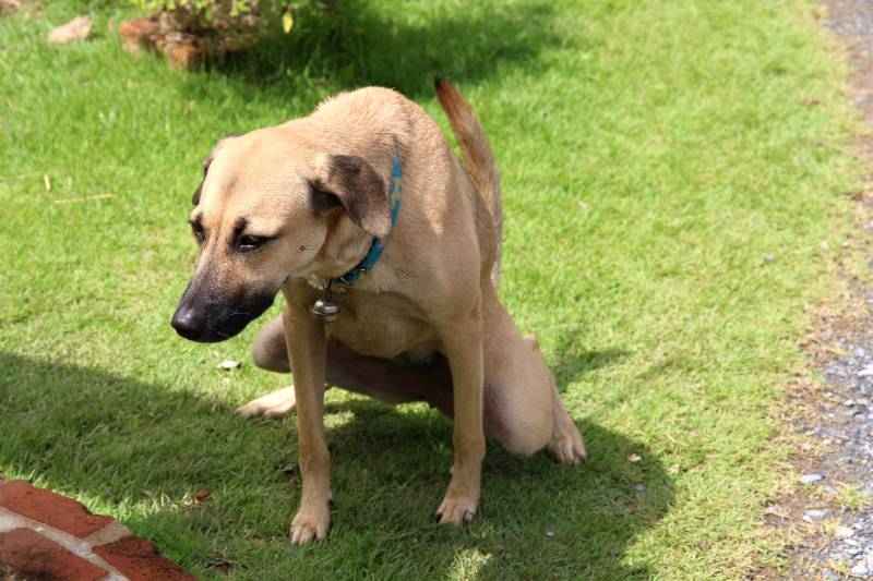 brown female dog peeing on the grass