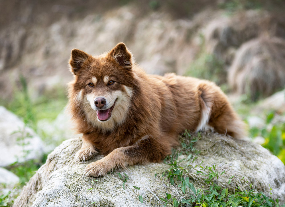 brown Finnish Lapphund dog