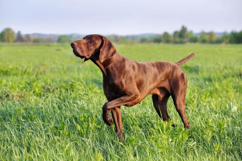 German Shorthaired Point_Vitalii_Mamchuk, Shutterstock