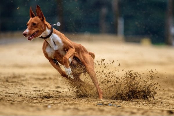 brown greyhound running