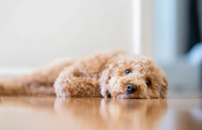brown havapoo lying on the floor
