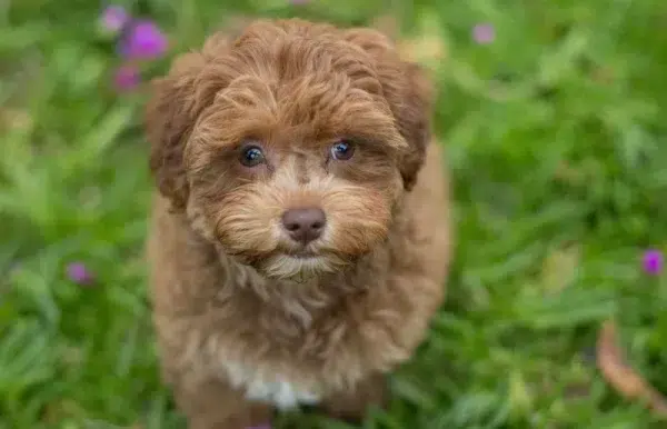 brown havapoo puppy looking up from the grass