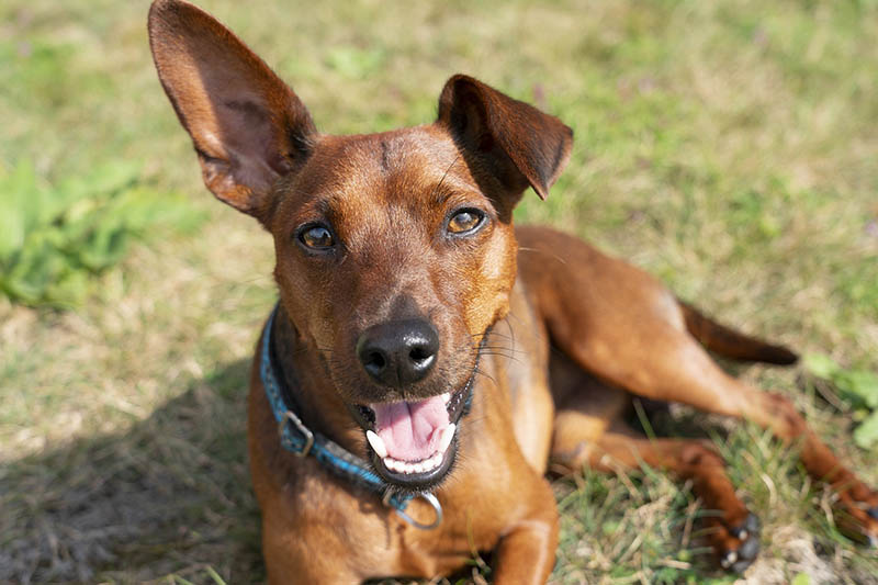 brown miniature pinscher