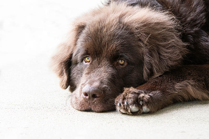 brown newfoundland laying down