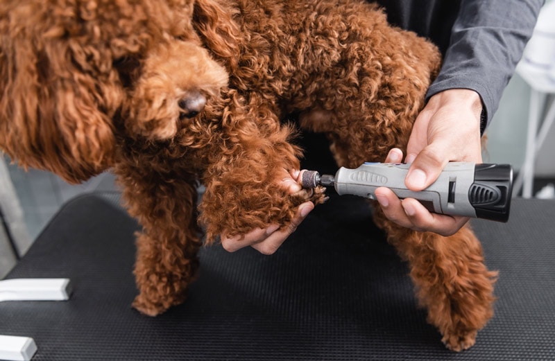 brown-poodle-having-its-claws-clipped-with-a-nail-grinder